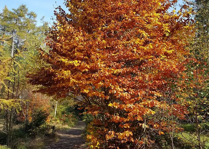 Traumhafte Im Herzen Von Mit Garten *